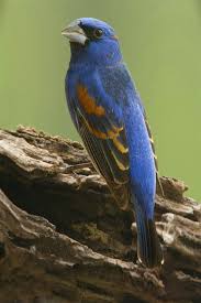 Backyard Birds Of Middle Tennessee Blue Grosbeak Middle Tennessee C Jim Zuckerman Aves Pajaros Aves Pajaros