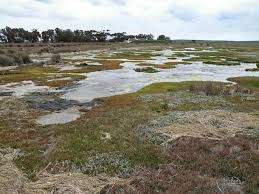 Image result for Chenolea