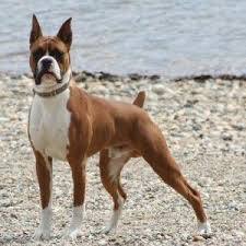 The World S 10 Most Dangerous Dog Breeds Danger Dogs Guard Dog Breeds Dangerous Dogs Best Guard Dogs