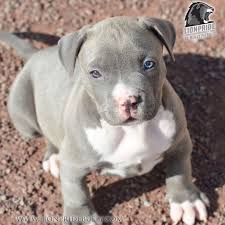 American Bully Black Pitbull Dog Price Chiot Puppy Puppies American Bully Giant Xl Xxl Bully Pitbull A Vendre For Sale France Belgique Kennel Elevage Lion Pride Bully Europe Rednose Tri Chiot Pitbull