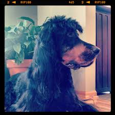 When buying a gordon setter puppy in western australia you must prepare yourself for the fact that your new pet will play a major role in all of the. Gordon Setter Briley With A Much Needed Haircut Gordon Setter Animals Briley