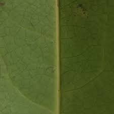 Image result for Staudtia