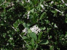Image result for Ehretia obtusifolia