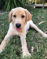 Labrador retrievers are known for their patience and adaptability, which makes them excellent dogs for beginners. 8 Best Labrador Breeders In Southern California 2021 We Love Doodles
