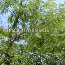 Image result for Albizia niopoides