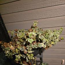 Image result for Hedera
