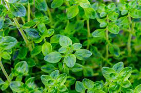 Maybe you would like to learn more about one of these? 5 Best Perennial Herbs For Your Home Garden