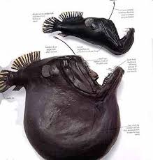 Maybe you would like to learn more about one of these? Deep Sea Fish Black Swallower It S Stomach Can Hold Victims Up To 4x It S Size Deepseafishing Deep Sea Life Deep Sea Creatures Deep Sea Animals