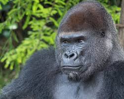 HoustonZoo_May2015-109