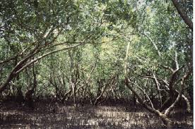 Image result for Avicennia marina