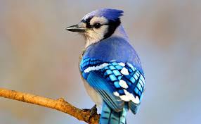Become A Member National Audubon Society Audubon Birds Backyard Birds Birds Of America