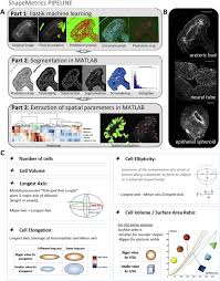 Animal cells are mostly round and irregular in shape while plant cells have fixed, rectangular shapes. Shapemetrics A Userfriendly Pipeline For 3d Cell Segmentation And Spatial Tissue Analysis Sciencedirect