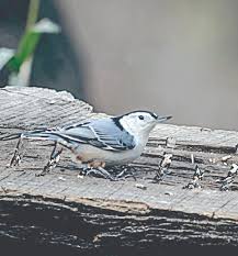 Bullock's orioles are the most widespread orioles in the west, where they prefer to nest in tall trees along streams and rivers. Southwest Michigan Wildlife The Nuthatch Eats Alone Features Heraldpalladium Com