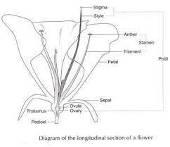 In a flower the female reproductive part is called the pistil. Draw A Labelled Diagram Of The Longitudinal Section Of A Flower