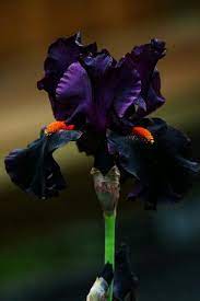 Vampire Iris Goth Garden Iris Flowers Amazing Flowers