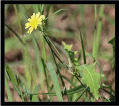 Image result for Launaea rogersii