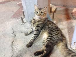 Kaplan Diary Tekir Kedi