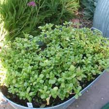 In mexico, it is considered one of the quelites or edible herbs. Try Purslane Mexican Style Sunset Magazine