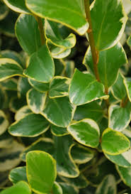 Check spelling or type a new query. Buy Variegated New Zealand Privet Hedge Griselinia Littoralis Variegata