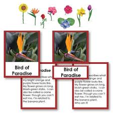 These ladies are the best at what they do!!! Flowers Who Am I 3 Part Cards With Objects Montessori Materials Plant Identification Purple Flowers