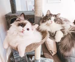 Birds For Cats To Watch 4k Thank You Guys For 4k 4k Guys Ragdoll