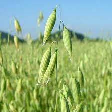 Image result for Avena sativa