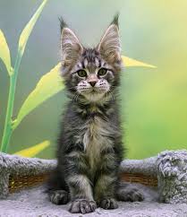 Find local maine coon in cats and kittens in the uk and ireland. Russian Maine Coon Kittens For Sale Ohio