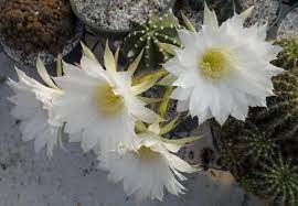 White cactus bloom that blooms only once a year. Echinopsis Hybrid White Flower Cactus King White Flowers Backyard Plants Cactus Plants