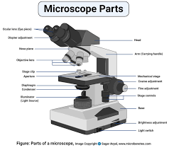 Check spelling or type a new query. Parts Of A Microscope With Functions And Labeled Diagram