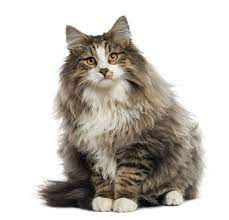 Check spelling or type a new query. Norwegian Forest Cat Katzen Informationen Zu Den Bienenarten Omlet