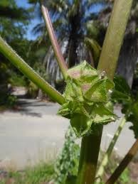 Image result for Malva verticillata