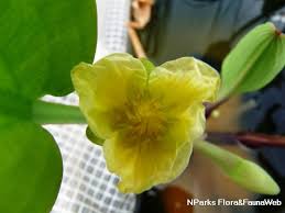 Image result for Limnocharitaceae