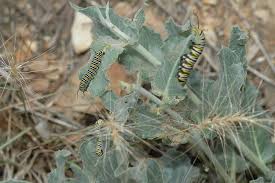California Milkweed Asclepias Californica Asclepias Milkweed Plant Milkweed
