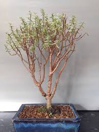 Crassula sarcocaulis or bonsai crassula is a small succulent shrub native to south africa. Wee Trees Bonsai Help Forum Advice For All View Topic Jade Crassula Sarcocaulis