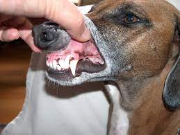 Why are dog chews good for your teeth? Canine Tooth Wikipedia