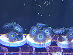 Zoabrary Zoanthid Id The Zoanthid Library