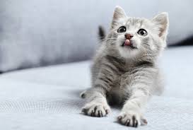 We dug into our data to find out what pet parents nationwide are naming their feline family. Gray Cat Names 400 Cute Quirky And Popular Names For Gray Cats My Pet S Name