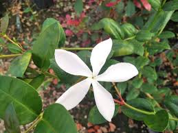 Image result for Carissa bispinosa