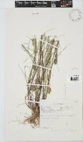 Image result for Aristida scabrivalvis