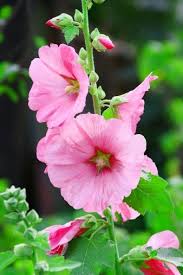 From the meaning of the sunflower to rose flower meanings, these lovely features are flowers and meanings have been the subject of conversation for as long as humankind has taken the time to behold the beauty enfolded in each petal. Flower Meanings List Of Flowers With Their Meanings And Pictures Gardenerdy Flower Meanings List Of Flowers Beautiful Pink Flowers