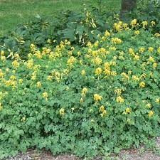 Beginning in late spring, clusters of light yellow to rich gold flowers, somewhat like those of the fringed bleeding heart, hover just above the foliage. Corydalis Lutea From Nvk Nurseries