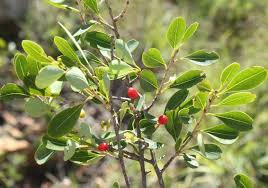 Image result for Erythroxylum zambesiacum