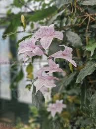 Image result for Mackaya