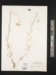 Image result for Pseudognaphalium luteo-album