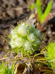 Image result for Syngonanthus welwitschii