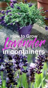 How To Grow Lavender Growing Lavender In Pots Lavender Plant Care Lavender Plant Care Growing Lavender Potted Lavender