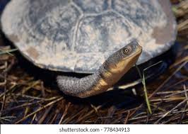 Image result for Hesperantha longicollis