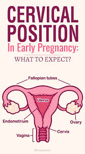 Pin On Fertility