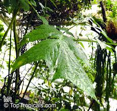 Image result for Anchomanes