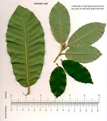 Image result for Daknopholis